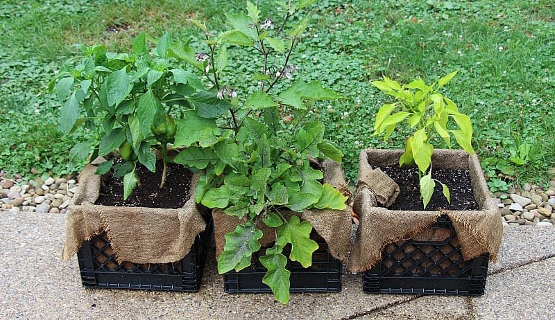 Milk crates for your plants