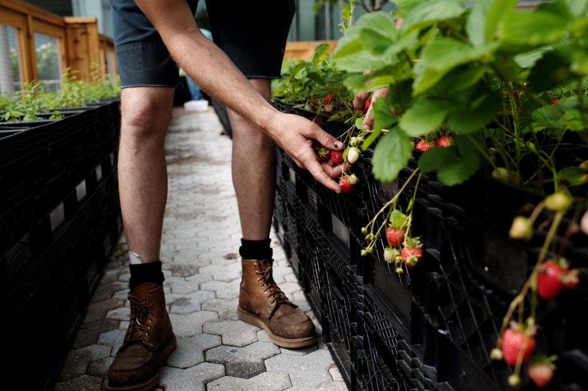 Milk Crates for growing strawberry 